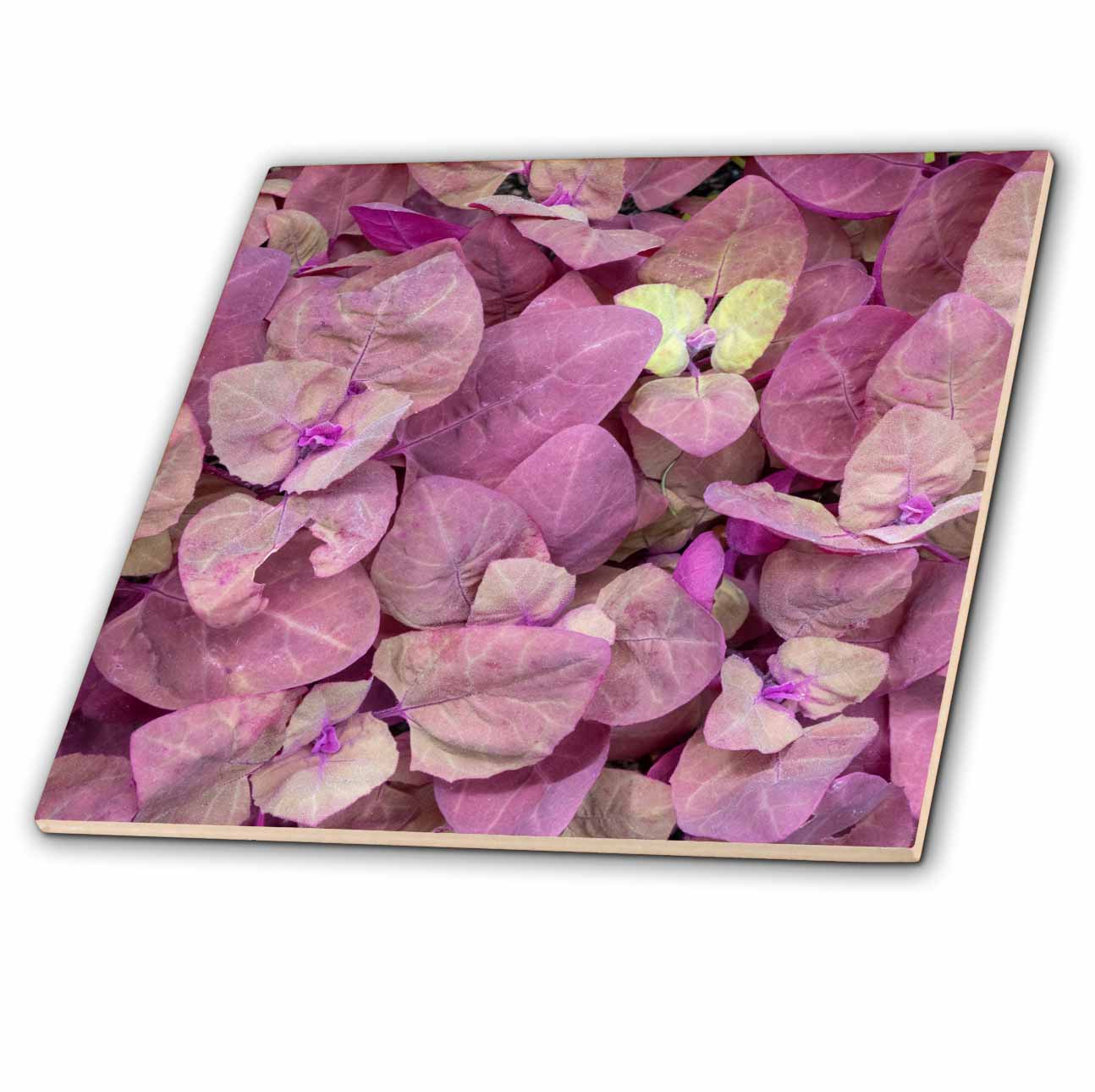 3dRose Washington State, Issaquah. Red Orach or Purple Mountain Spinach. - Tiles (ct-381310)