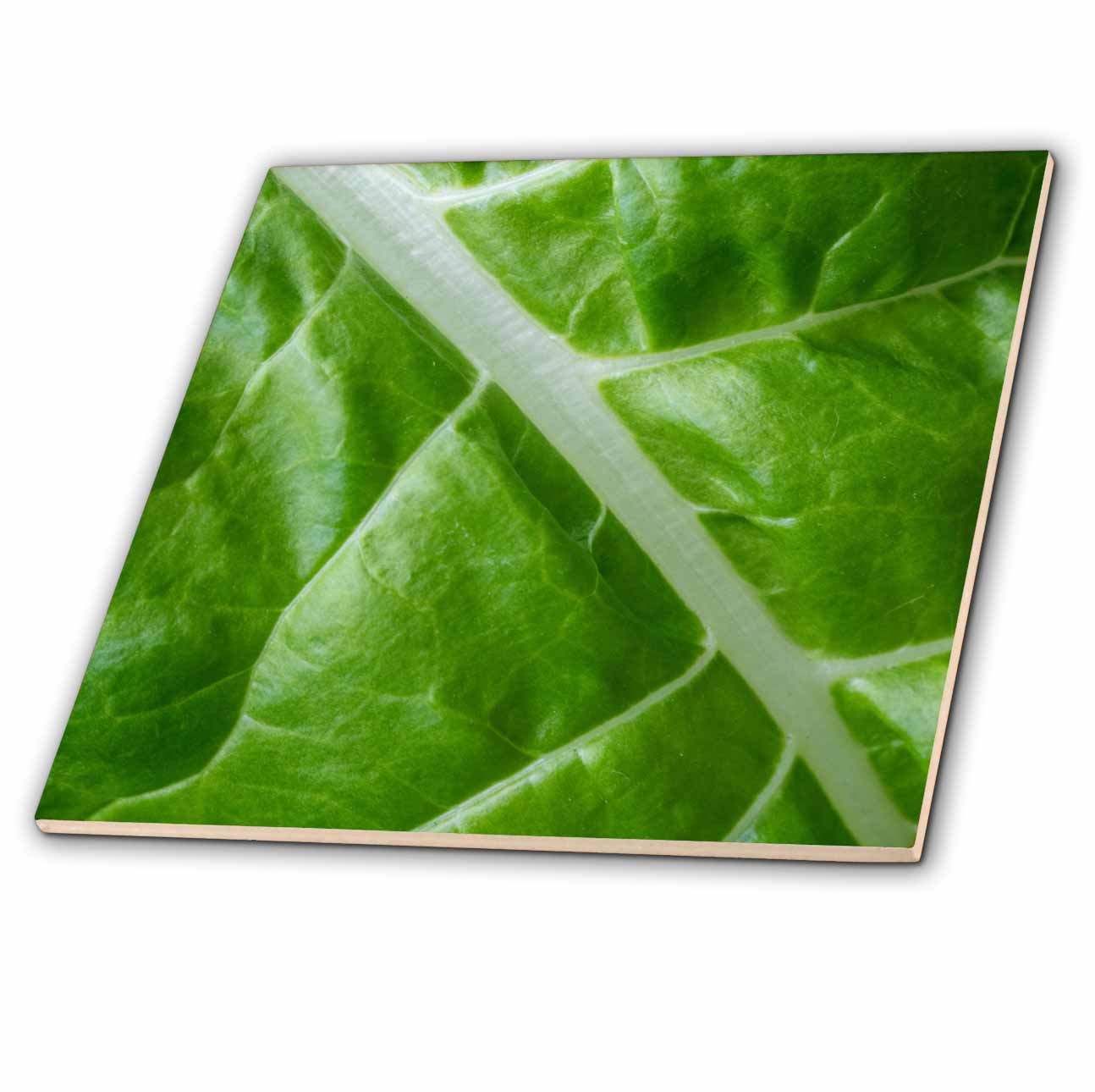 3dRose Washington State, Issaquah. Fordhook Giant Swiss Chard Leaf - Tiles (ct-381311)