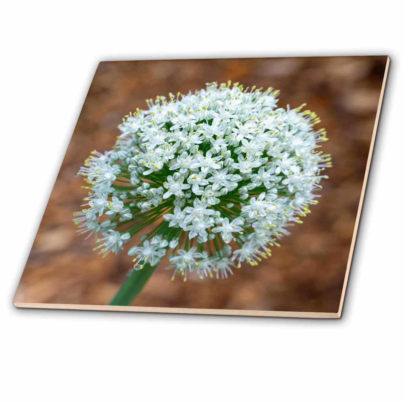 3dRose Washington State, Issaquah. Onion Plant Bolting or Gone to Seed. - Tiles (ct-381312)