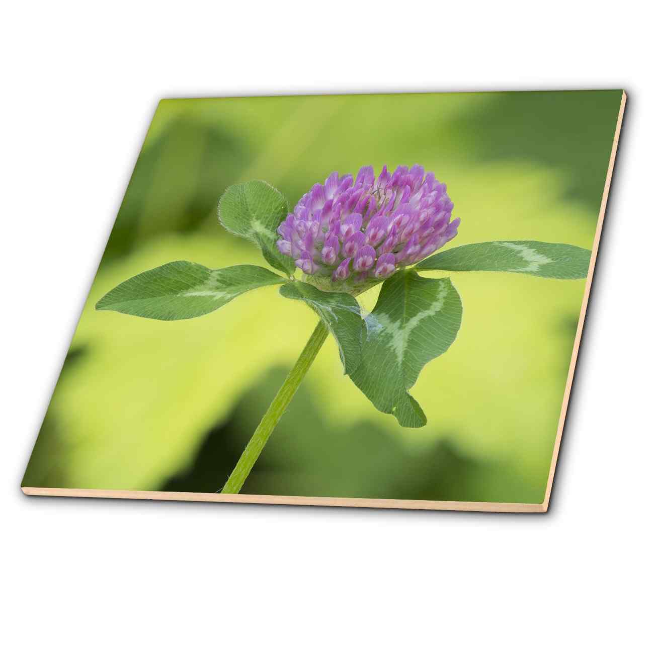 Washington State, Tiger Mountain. Red clover flower with green leaves Tile and other Wholesale red mountain flowers for your store trending on Faire.